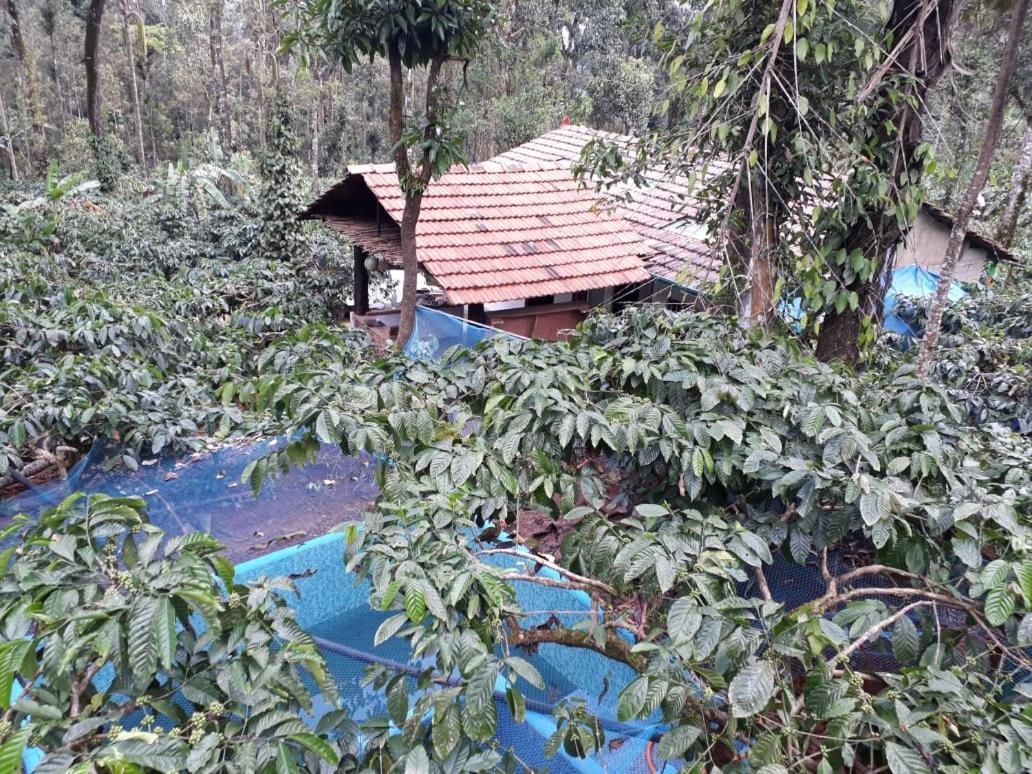 Durf Green Madikeri Exteriér fotografie